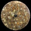 Plate Made Of Agatized Ammonite Fossils #51052-1
